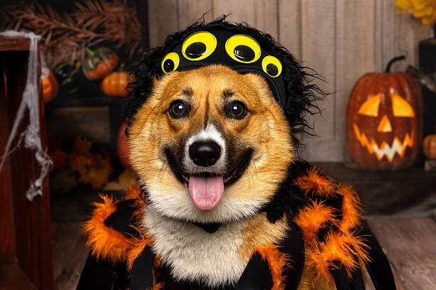 istock Smiling Corgi in Spider Halloween Costume 2219604145