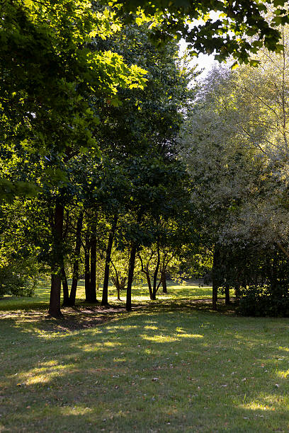 istock tall green maples at the end of summer illuminated by bright sunlight 2219604204