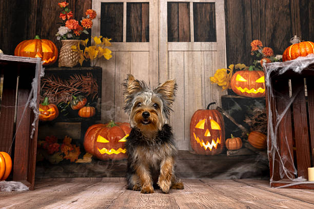 istock Yorkshire Terrier in Halloween Pumpkin Scene 2219604234