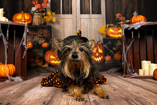 istock Yorkshire Terrier in Halloween Witch Costume 2219604297