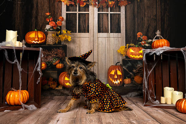 istock Adorable Dog in Witch Costume for Halloween 2219604298