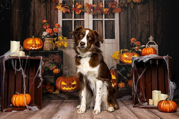 istock Dog Posing in Halloween Scene with Pumpkins 2219604306