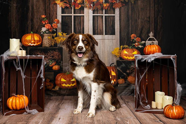 istock Happy Dog Sitting in Festive Halloween Decor 2219604338