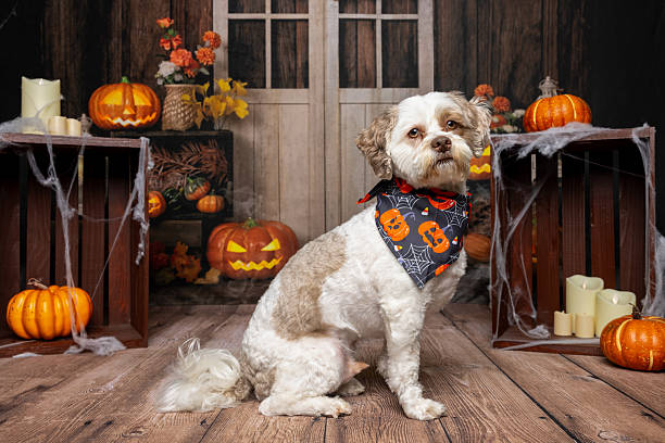 istock Small Dog Sitting in Halloween Decor with Bandana 2219604403