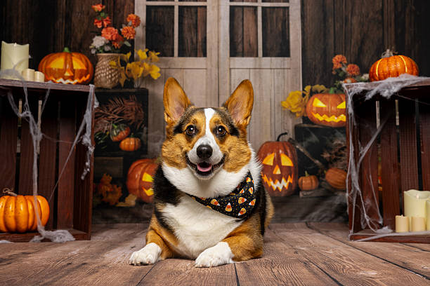 Corgi Lying Down in Halloween-Themed Room