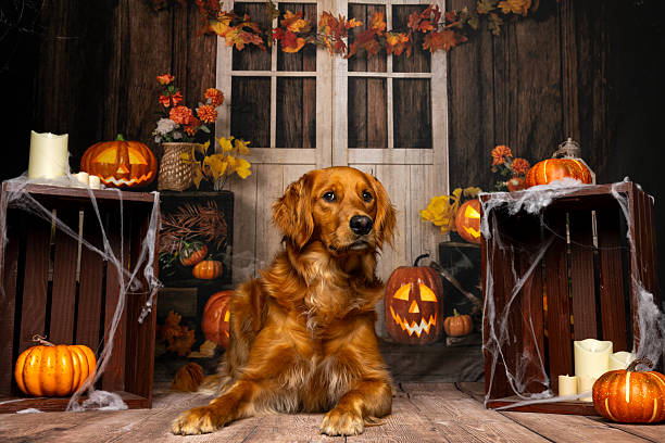 istock Golden Dog Lying Down in Halloween Scene 2219604588