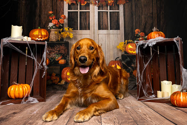 istock Smiling Golden Dog in Cozy Halloween Setting 2219604592