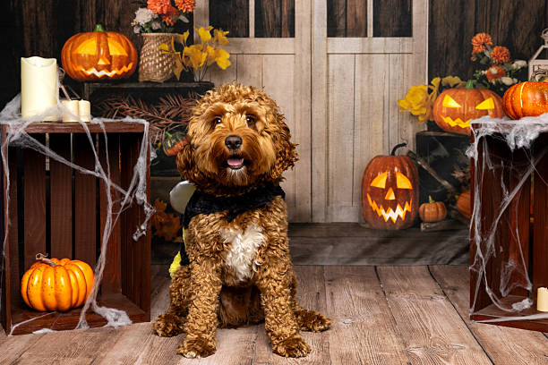 Fluffy Dog Sitting in Halloween-Themed Room