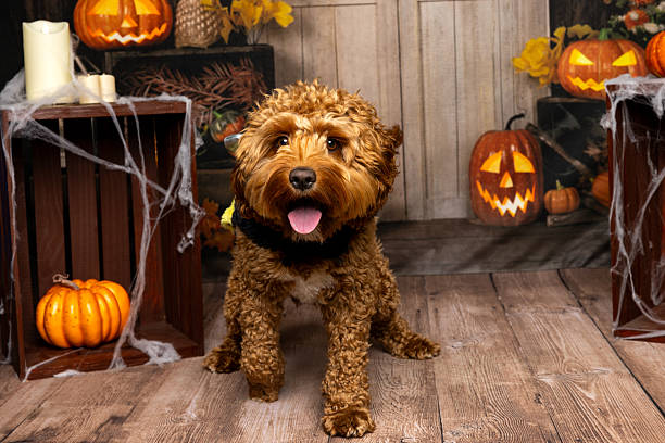istock Happy Fluffy Dog in Indoor Halloween Decor 2219604619