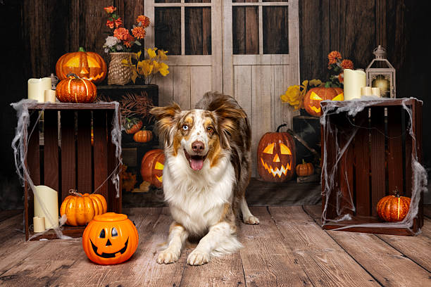 istock Australian Shepherd in Halloween-Themed Room 2219604672
