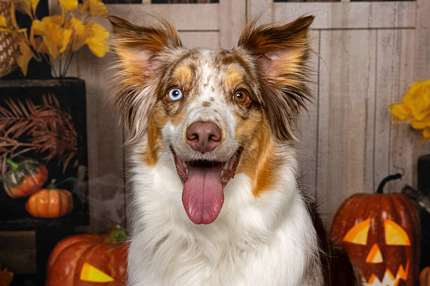 istock Close-Up of Australian Shepherd in Halloween Decor 2219604673