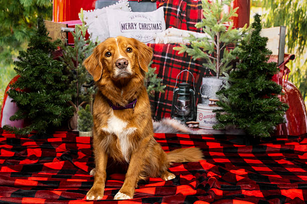 istock Golden Dog in Rustic Christmas Holiday Setup 2219604732
