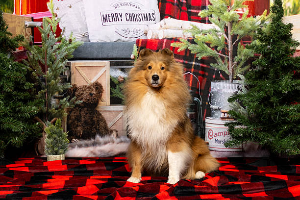 istock Sheltie Dog Sitting in Cozy Christmas Scene 2219604826