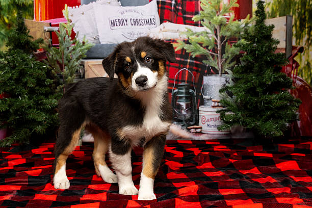 istock Australian Shepherd Puppy in Christmas Setup 2219604827
