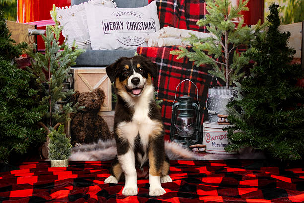 istock Happy Australian Shepherd Puppy in Holiday Scene 2219604836