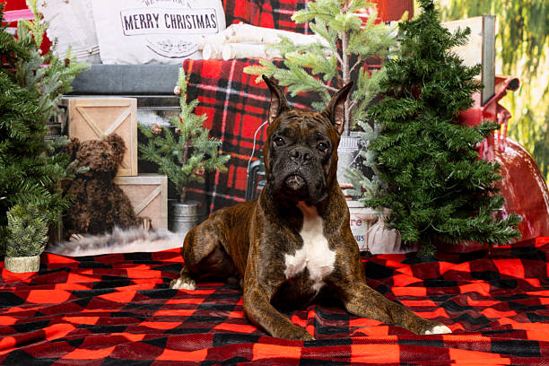istock Brindle Boxer Dog in Cozy Christmas Setup 2219604933