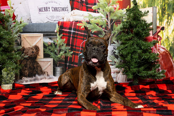 istock Brindle Boxer Dog Lying in Festive Holiday Scene 2219604936