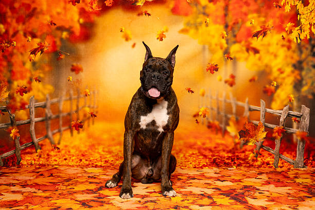 Brindle Boxer dog sits on a path of colorful fall leaves with tongue out, surrounded by golden foliage and rustic wooden fencing in a glowing forest scene.