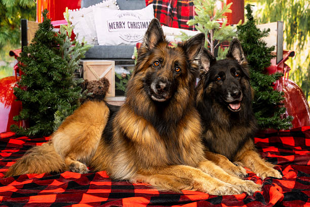 istock German Shepherd Dogs in Cozy Christmas Setup 2219604974