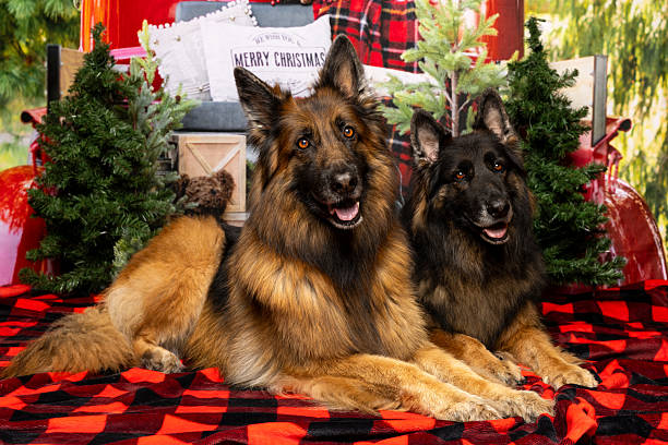 istock Two German Shepherd Dogs in Christmas Scene 2219604975
