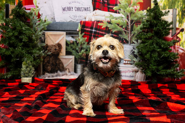 istock Smiling Small Dog in Festive Christmas Setup 2219605003
