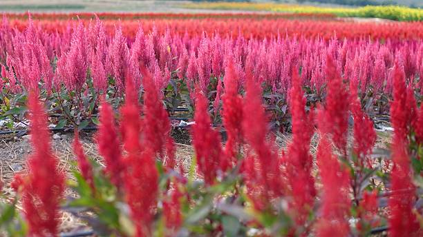 istock Colorful celosia or cockscombs flower field with mountain background. 2219605121
