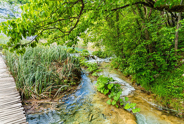 Shallow stream with clear water flowing beside a wooden boardwalk through dense green forest. Thick undergrowth, ferns, and wet rocks line the stream’s edge, creating a cool and humid forest environment filled with natural textures and flowing water.