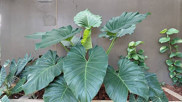 istock Tropical Elephant Ear Plant in Modern Indoor Garden 2219606237