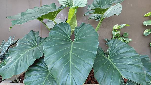 istock Tropical Elephant Ear Plant in Modern Indoor Garden 2219606324