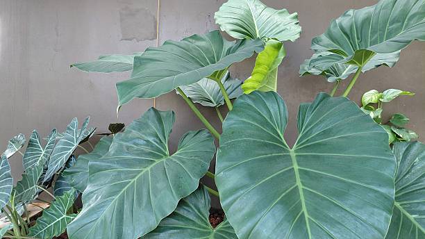 istock Tropical Elephant Ear Plant in Modern Indoor Garden 2219606673