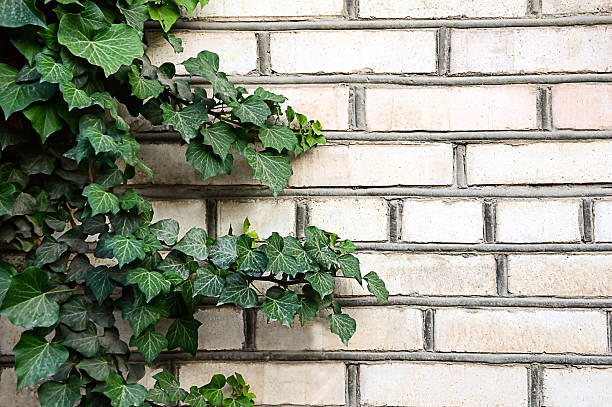 istock green ivy on a brick wall 2219607645
