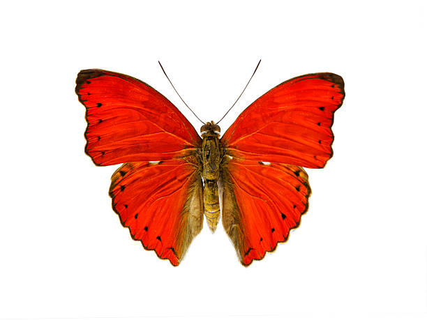 な赤い蝶 Nymphalidae - チョウのストックフォトや画像を多数ご用意