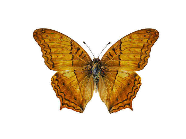 istock butterfly vindula erota isolated on white background 2219608280
