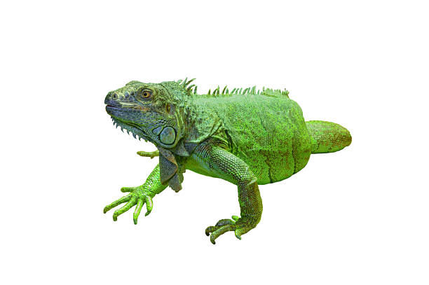 istock Green iguana isolated on white background 2219608322