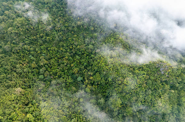 istock Tropical forests can absorb large amounts of carbon dioxide from the atmosphere. 2219608676