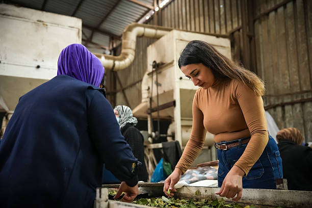 Production Line Full With Workers In Food Processing Plant