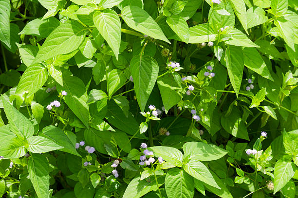 istock Vibrant Green Foliage with Delicate Blue Flowers Natural Background Texture Ageratum conyzoides 2219613423