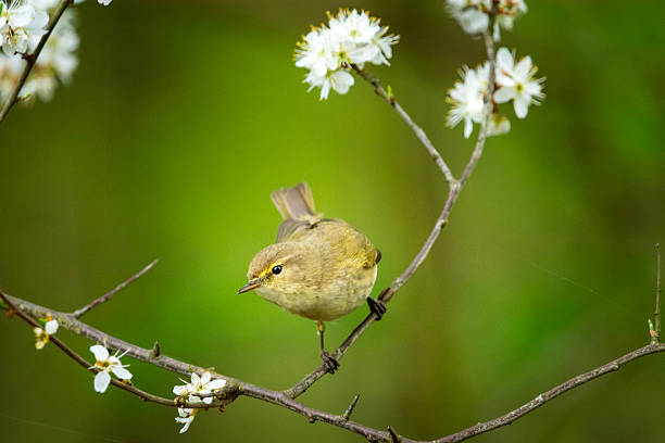 istock The common chiffchaff sitting on a tree branch with flowers 2219615996