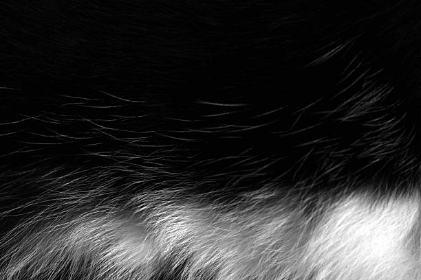 istock Black and white cat fur texture background. 2219618206