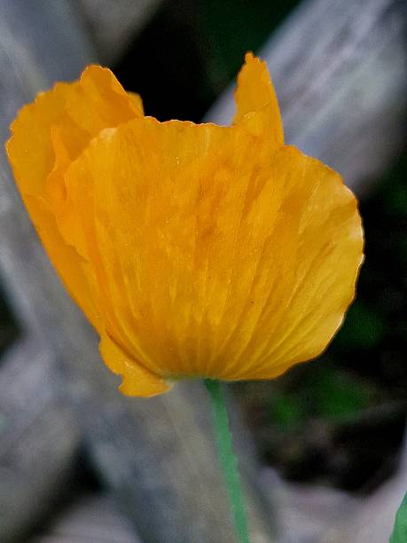 Close-up of Blooming California Poppy (Eschscholzia californica) wildflowers.