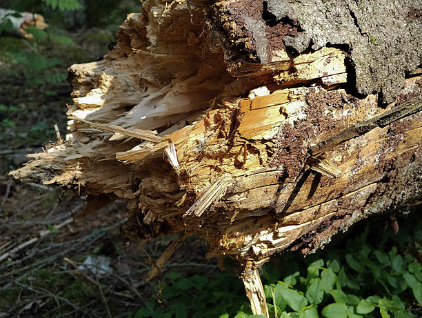 istock Close up of a fallen tree 2219621618