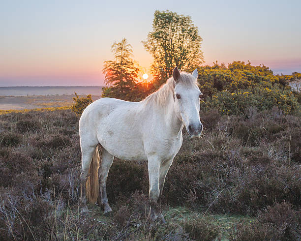 New Forest Ponies In Heather at Sunrise