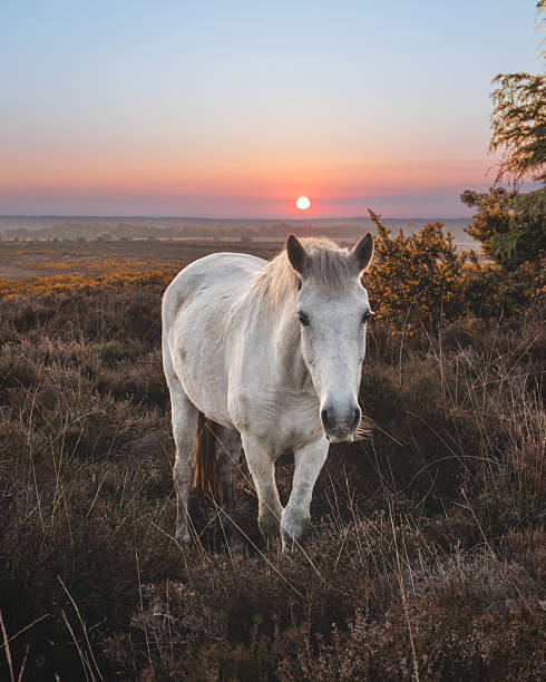 istock New Forest Ponies In Heather at Sunrise 2219623181