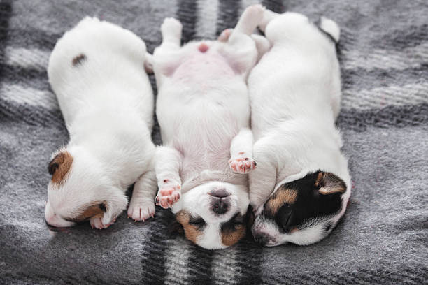 Cute Puppies Sleeping together, top view
