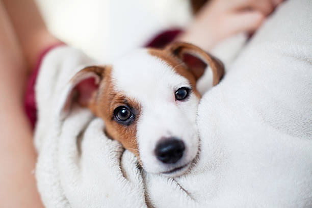 istock Child play with Puppy dog 2219624859