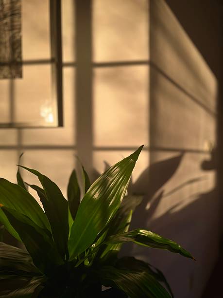 istock Sunlit Wall with Shadows of Houseplant and Window Light 2219627501