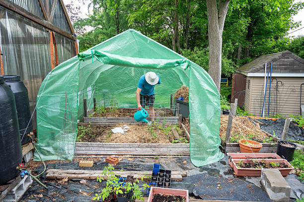 istock Vegetable greenhouse in backyard 2219627533
