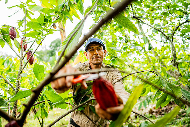 Farmer harvesting cocoa pods on a sunlit cocoa farm