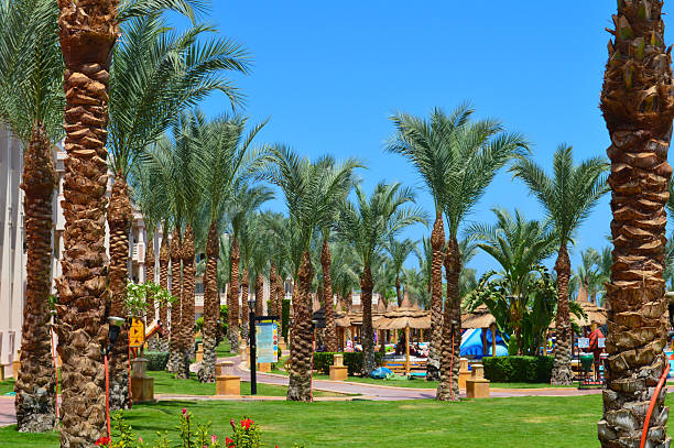 istock Lush Tropical Resort Landscape with Majestic Palm Trees 2219629598