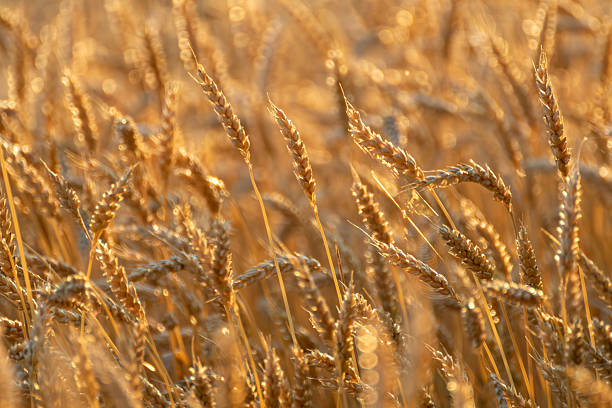 istock Close-up ripe wheat spikes in golden sunlight 2219629795